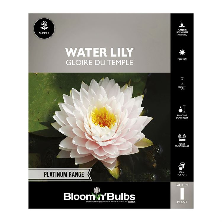 Picture of Water Lily Gloire Du Temple 1 Pack
