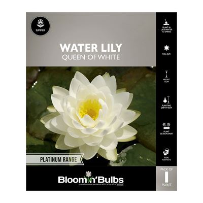 Picture of Water Lily Queen Of Whites 1 Pack