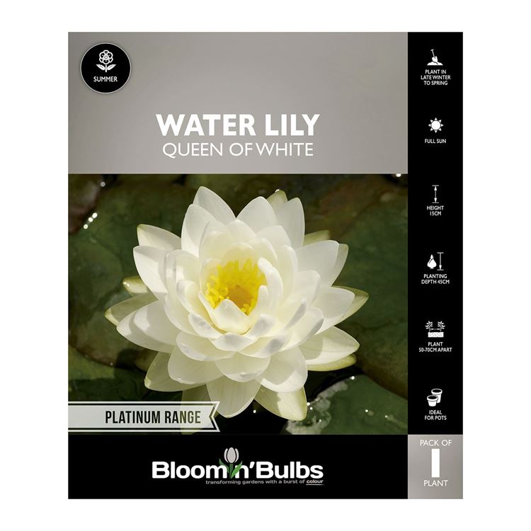 Picture of Water Lily Queen Of Whites 1 Pack