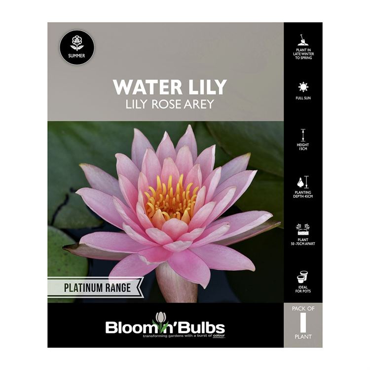 Picture of Water Lily Rose Arey 1 Pack
