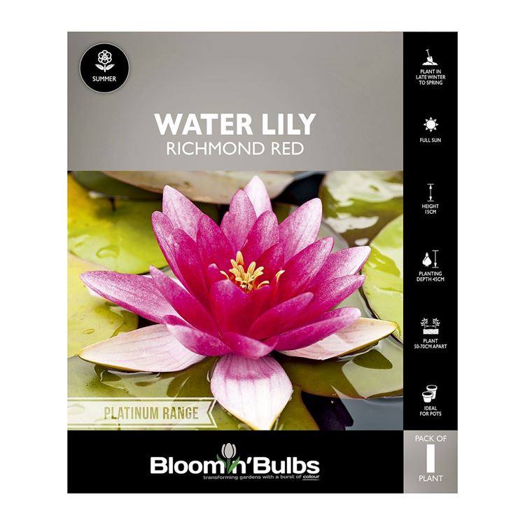 Picture of Water Lily Richmond Red 1 Pack