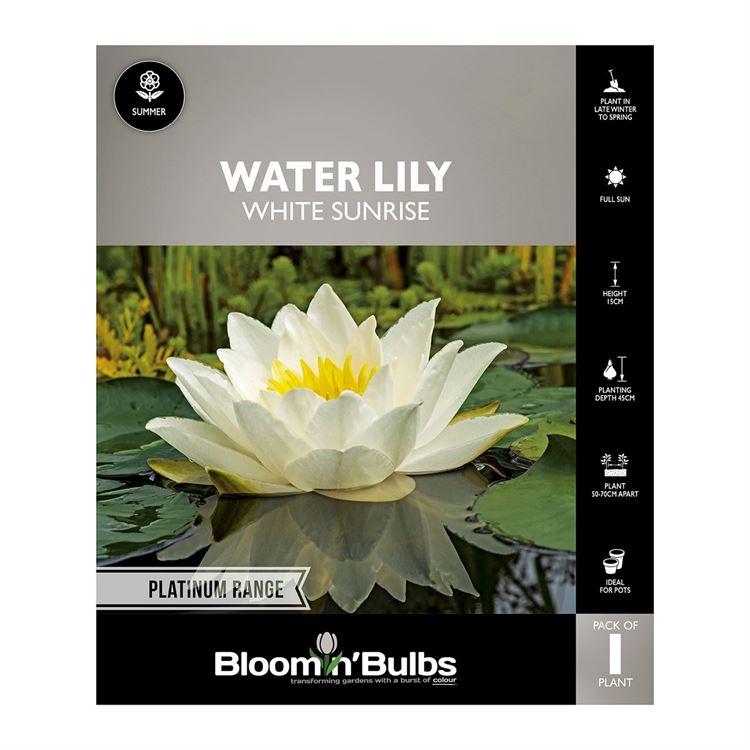 Picture of Water Lily White Sunrise 1 Pack