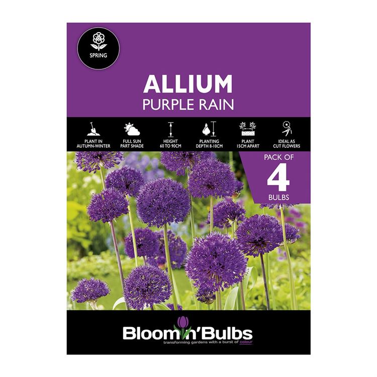 Picture of ALLIUM PURPLE RAIN 4PK