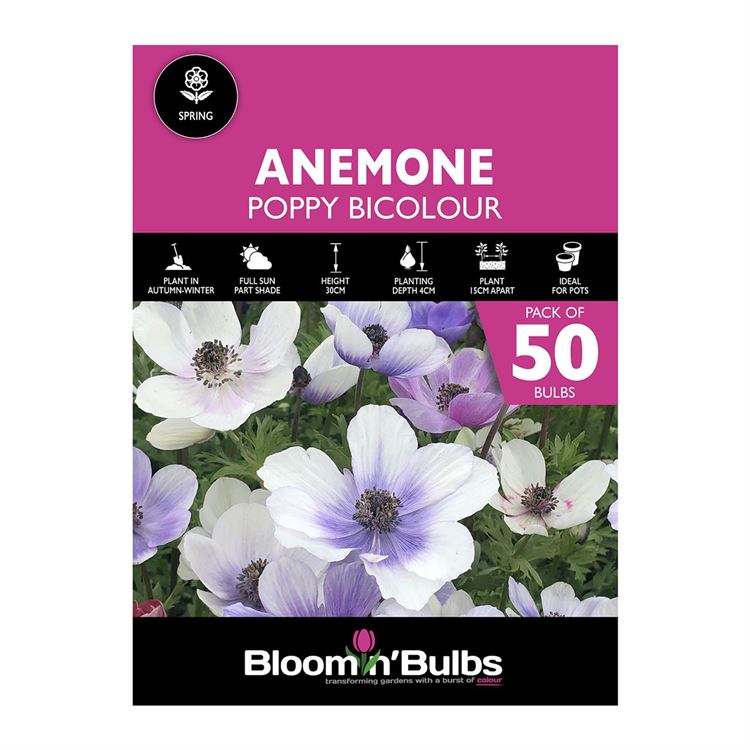 Picture of ANEMONE POPPY BI COLOUR 50pk