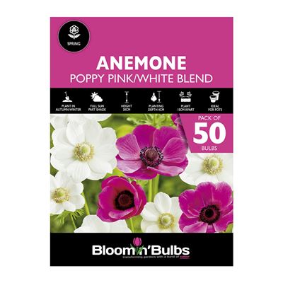 Picture of ANEMONE POPPY PINK & WHITE BLEND 50pk