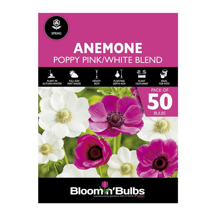 Picture of ANEMONE POPPY PINK & WHITE BLEND 50pk