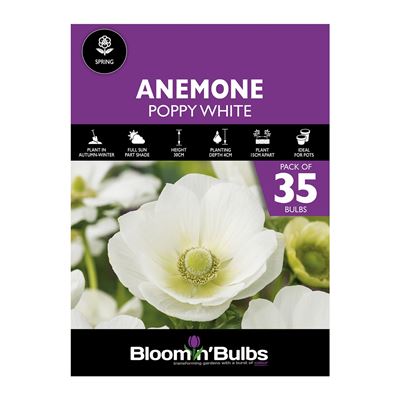 Picture of ANEMONE POPPY WHITE 35pk