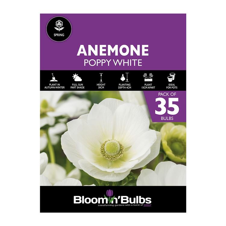 Picture of ANEMONE POPPY WHITE 35pk