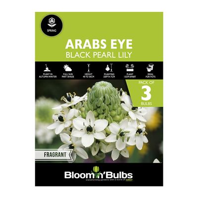 Picture of ARABS EYE 3PK