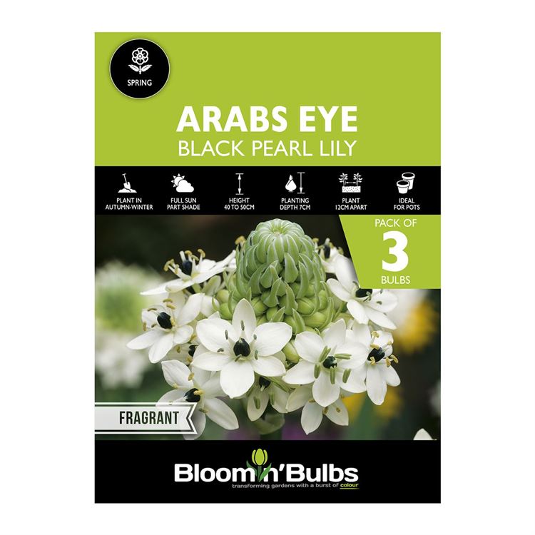 Picture of ARABS EYE 3PK