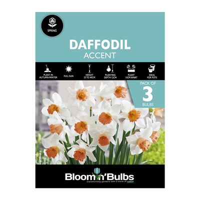 Picture of DAFFODIL ACCENT 3pk