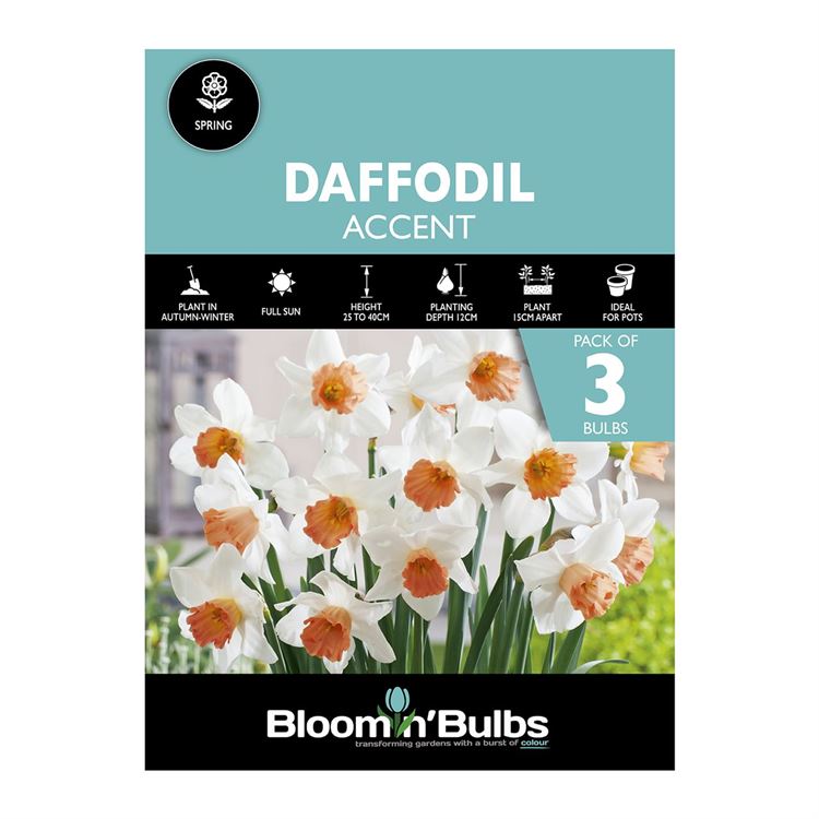 Picture of DAFFODIL ACCENT 3pk