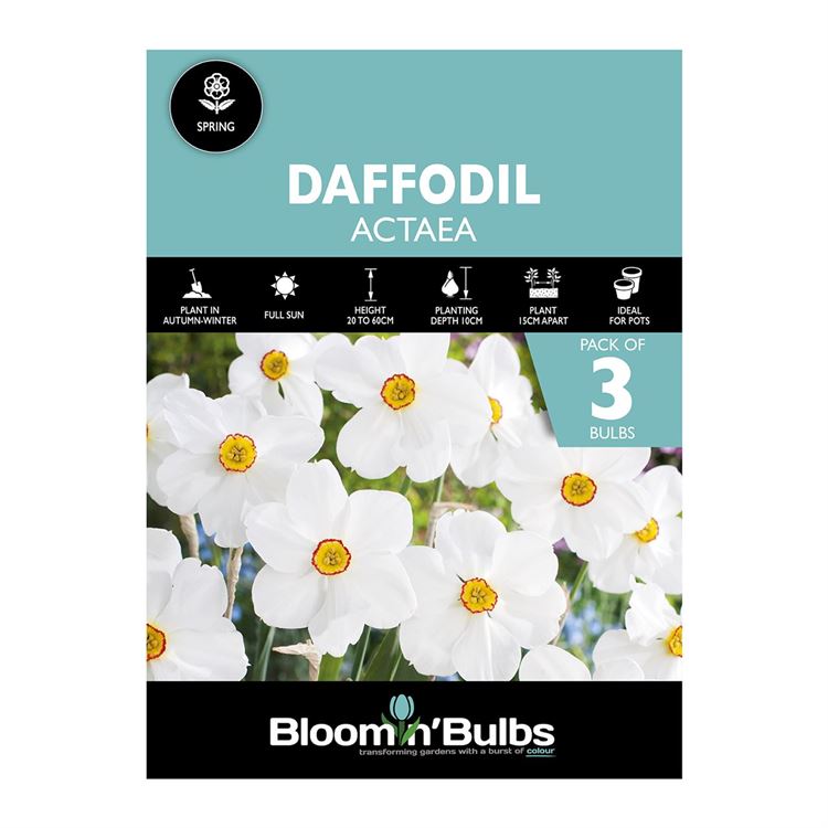 Picture of DAFFODIL ACTAEA 3PK