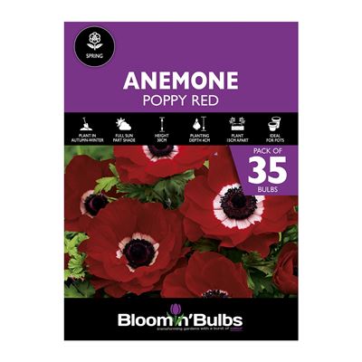 Picture of ANEMONE POPPY RED 35pk