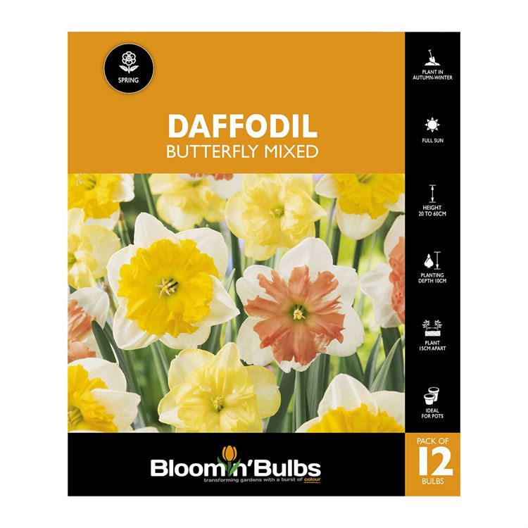 Picture of DAFFODIL BUTTERFLY MIXED 12pk 