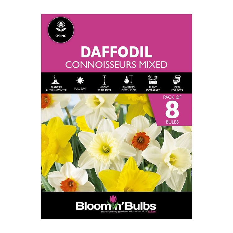 Picture of DAFFODIL CONNOISSEURS MIXED 8pk