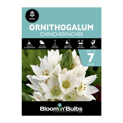 Picture of CHINCHERINCHEE 7pk