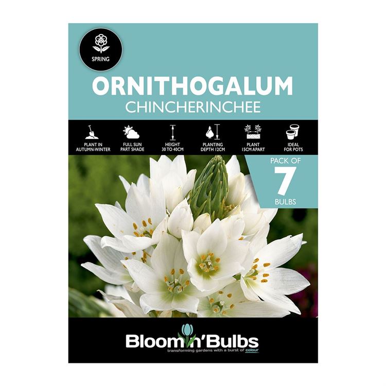 Picture of CHINCHERINCHEE 7pk