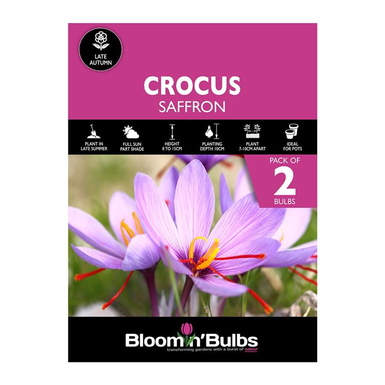 Picture of CROCUS SAFFRON 2PK