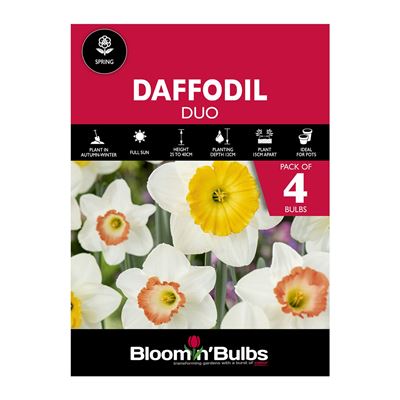 Picture of DAFFODIL DUO-ACCENT & FRAGRANT BREEZE 4PK
