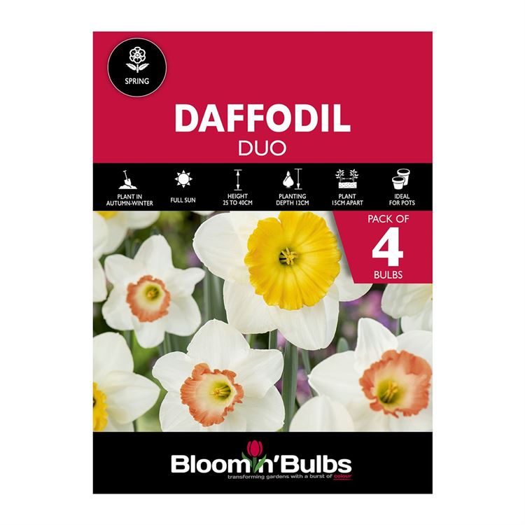Picture of DAFFODIL DUO-ACCENT & FRAGRANT BREEZE 4PK