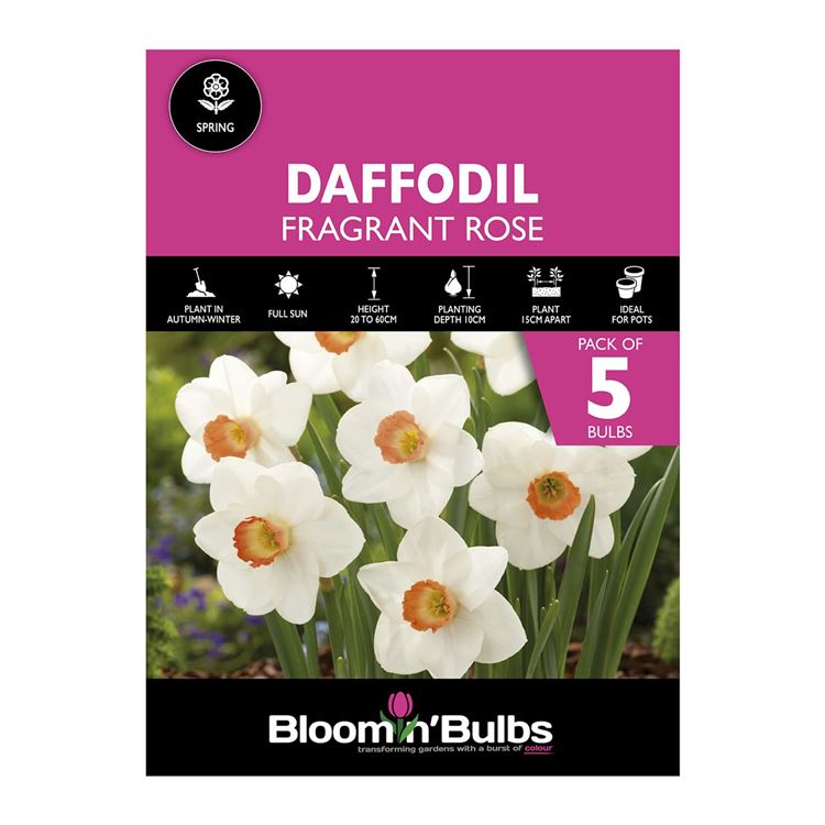 Picture of DAFFODIL FRAGRANT ROSE 5PK