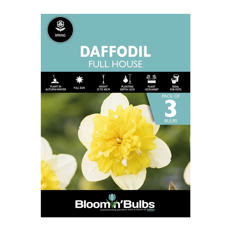 Picture of DAFFODIL FULL HOUSE 3pk