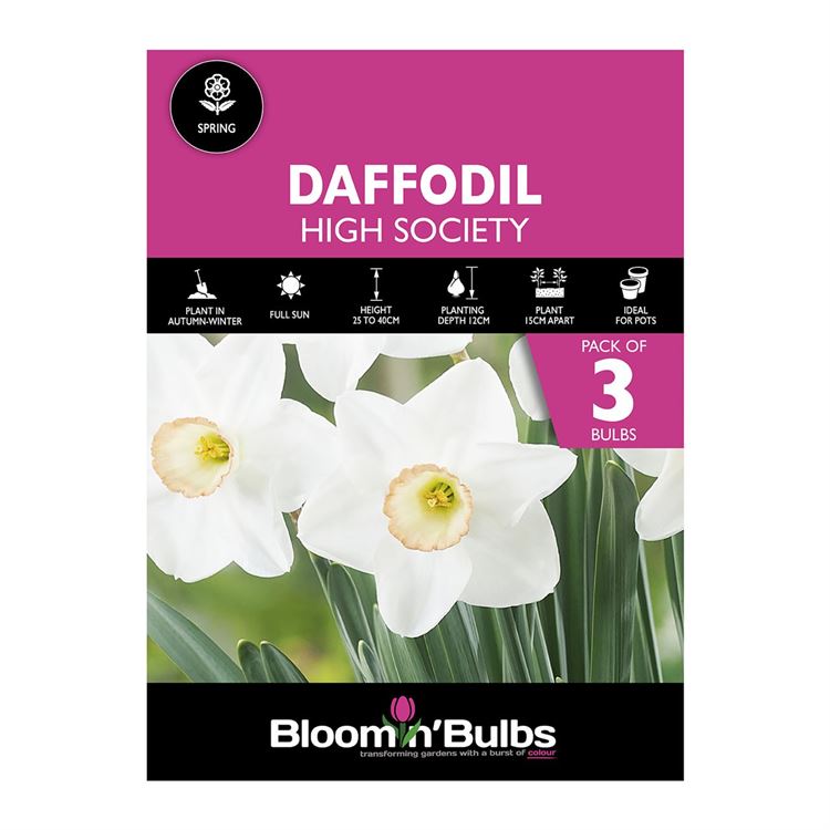 Picture of DAFFODIL HIGH SOCIETY 3pk