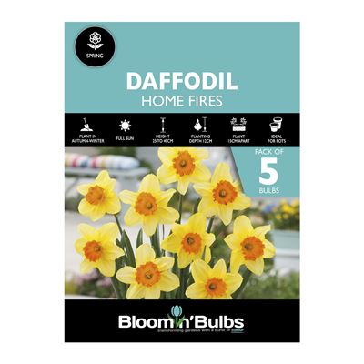 Picture of DAFFODIL HOME FIRES 5pk