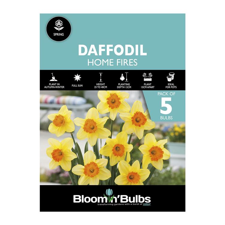 Picture of DAFFODIL HOME FIRES 5pk
