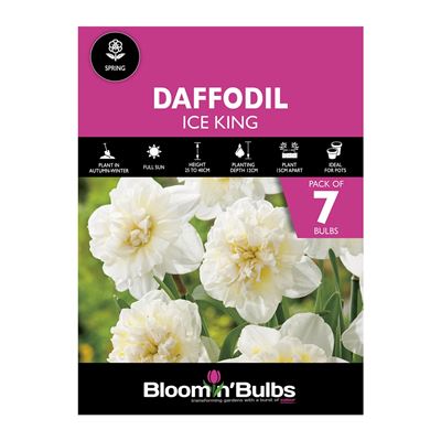 Picture of DAFFODIL ICE KING 7pk