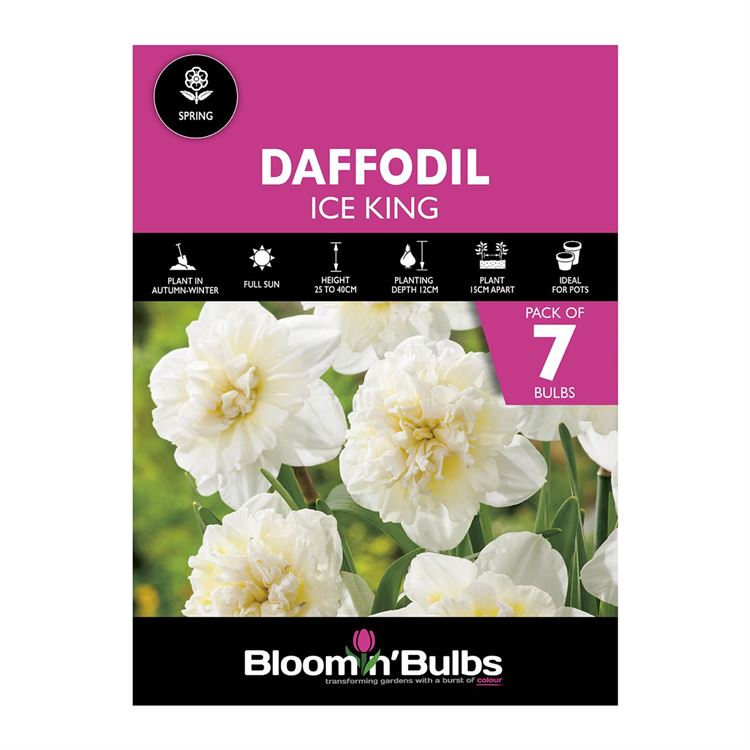 Picture of DAFFODIL ICE KING 7pk