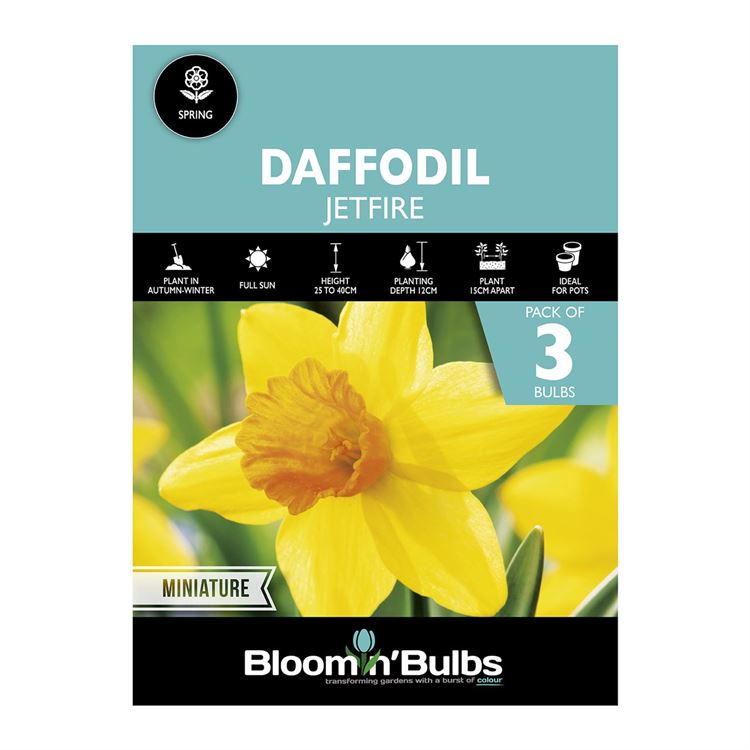 Picture of DAFFODIL JETFIRE 3pk