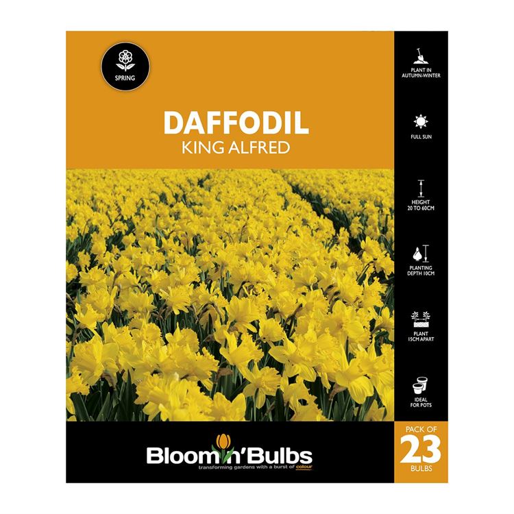 Picture of DAFFODIL KING ALFRED 23PK