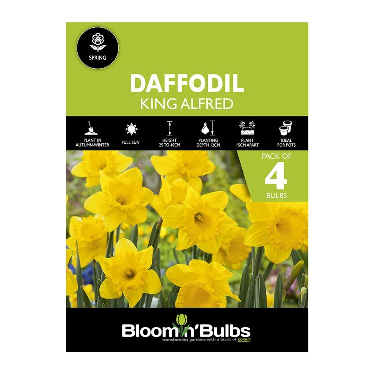 Picture of DAFFODIL KING ALFRED 4PK