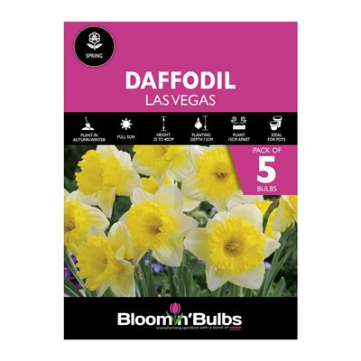 Picture of DAFFODIL LAS VEGAS 5pk