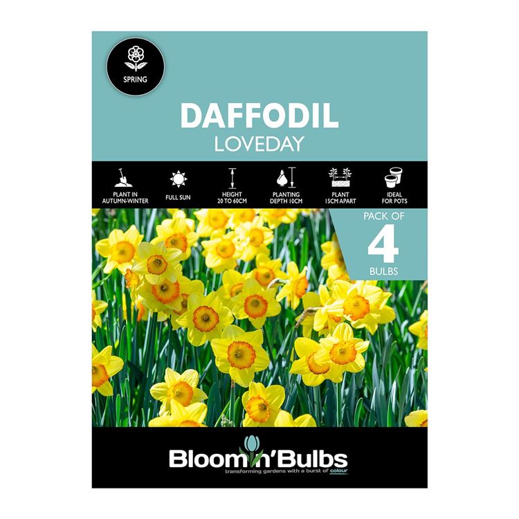 Picture of DAFFODIL LOVEDAY 3pk