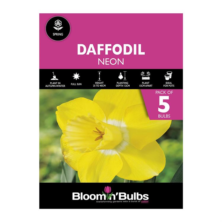 Picture of DAFFODIL NEON 5pk