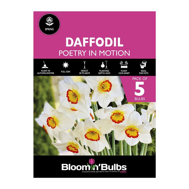 Picture of DAFFODIL POETRY IN MOTION 5pk
