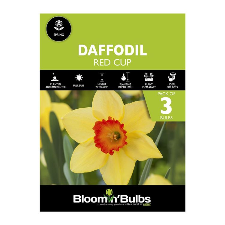 Picture of DAFFODIL RED CUP 3pk