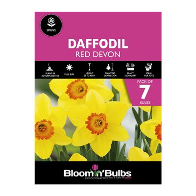 Picture of DAFFODIL RED DEVON 7pk