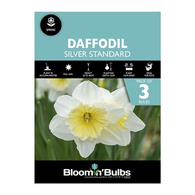 Picture of DAFFODIL SILVER STANDARD 3pk