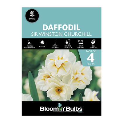 Picture of DAFFODIL SIR WINSTON CHURCHILL 4pk