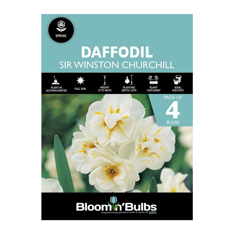 Picture of DAFFODIL SIR WINSTON CHURCHILL 4pk
