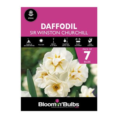 Picture of DAFFODIL SIR WINSTON CHURCHILL 7pk