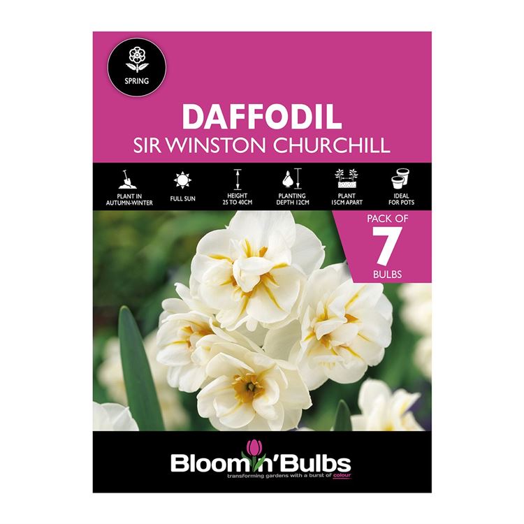 Picture of DAFFODIL SIR WINSTON CHURCHILL 7pk