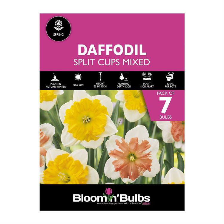 Picture of DAFFODIL SPLIT CUPS MIXED 7pk