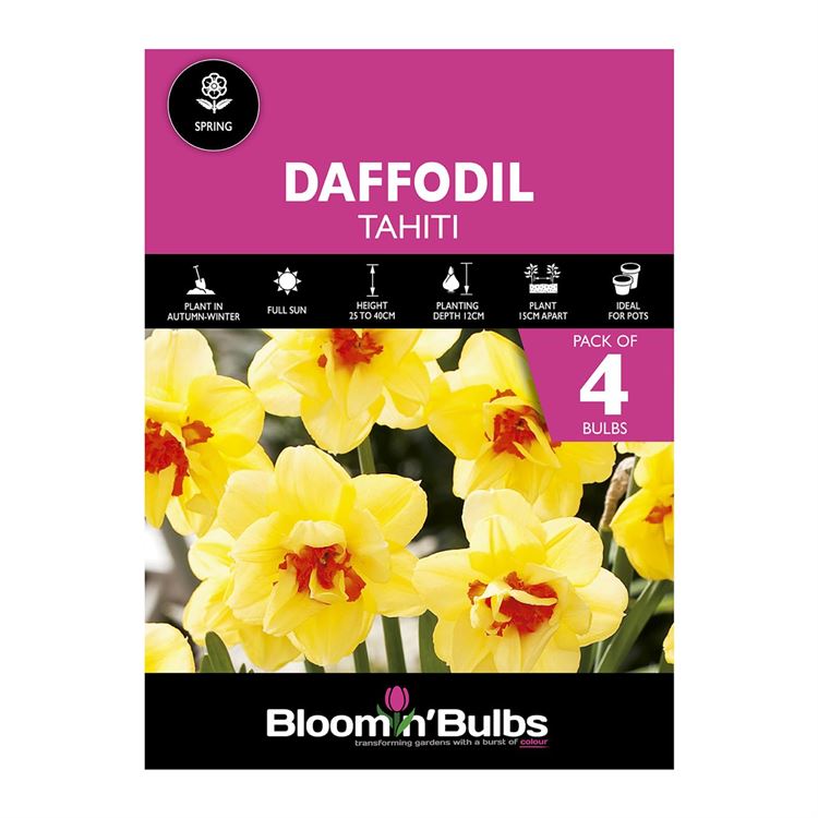Picture of DAFFODIL TAHITI 4pk