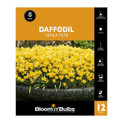 Picture of DAFFODIL TETE A TETE 12pk 