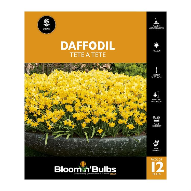 Picture of DAFFODIL TETE A TETE 12pk 